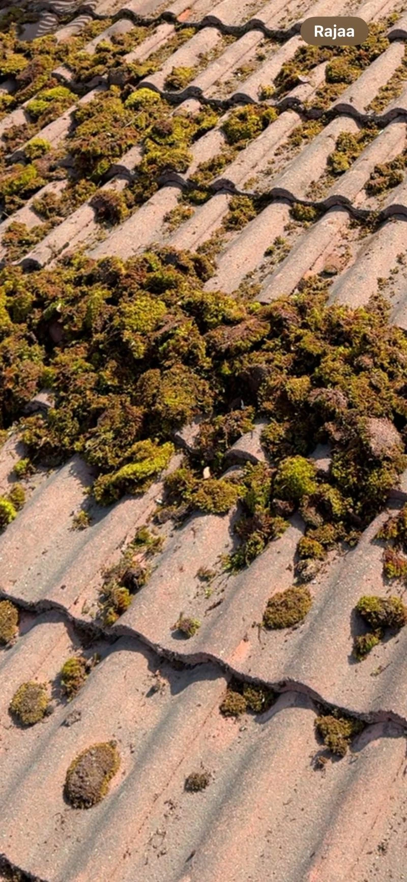 Sammaleenpoisto mekaanisesti käynnissä