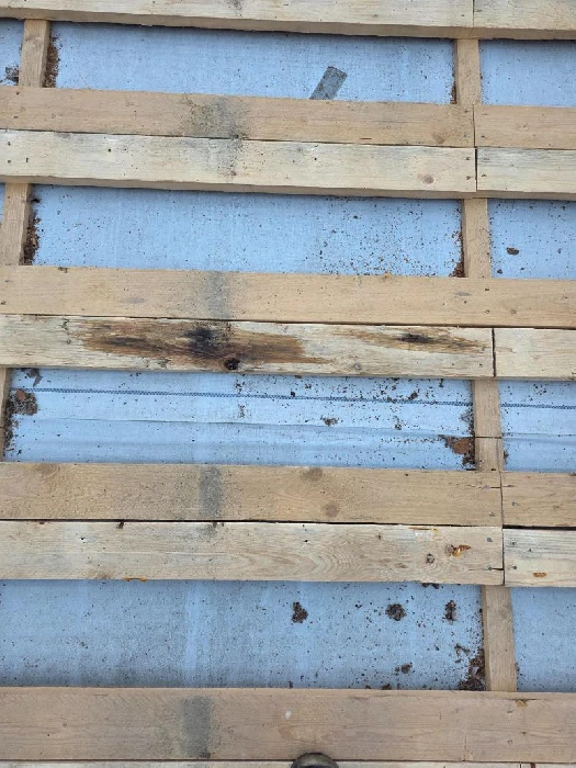 Kosteusvaurio katon ruodelaudassa naulan kohdalla