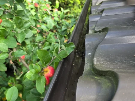 Ylikasvanut omenapuu ja pudonneet omenat tukkivat talon rännin